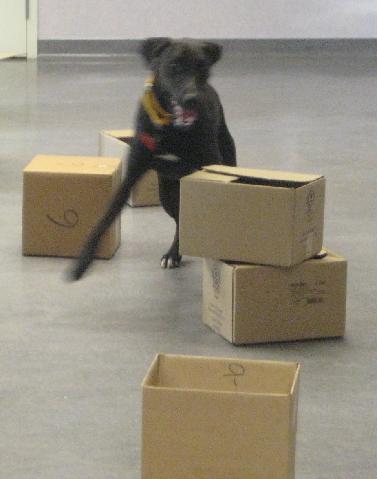 nose dog dogstardaily started getting canine dogs nosework